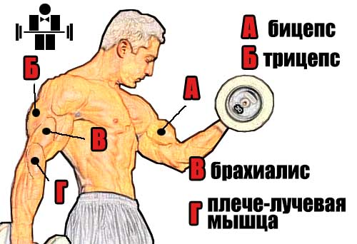 Тренировка мышц рук